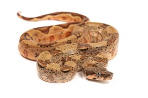 Boa c. imperator, Sonora, hypomélanistique